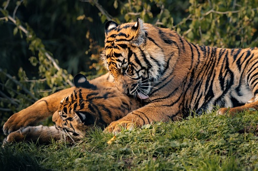 The two Bengal tigers playfully interacting with each other in a lush grassy park.