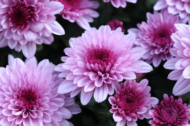 istock Pink Chrysanthemum Flowers Close-up Background 1798102473
