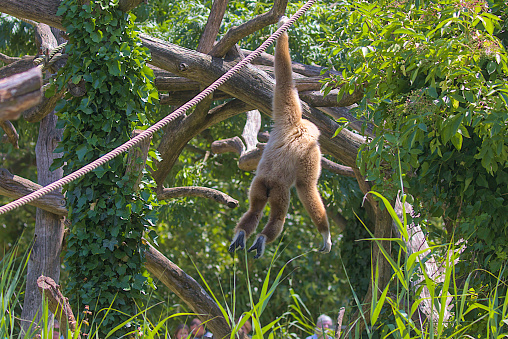 A large ape-like gibbon hangs prostrate on a tree, holding onto a rope with its hands. A family of primates found in Southeast Asia.