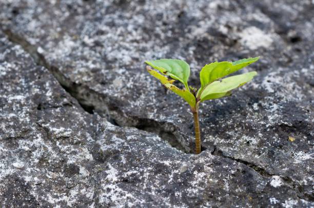 istock small green plant emerging from hole on rocks photo is not available 1798105193