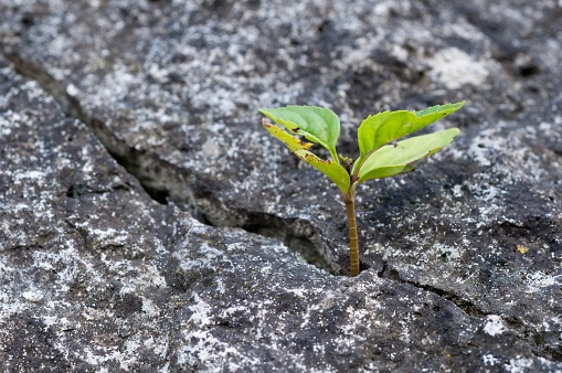 This stock photo features a close-up of a small green plant emerging from a hole in a set of rocks
