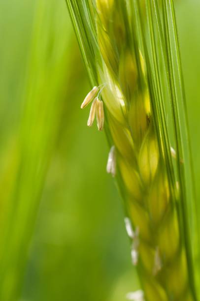 vibrant green ear of barley atop a lush on the blurry background - barley grass seedling green imagens e fotografias de stock