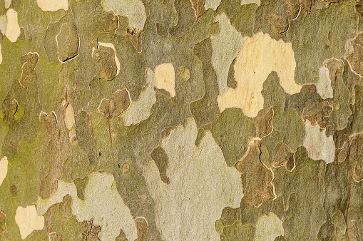 Close-up shot of a tree bark featuring various shades of brown, grey and green