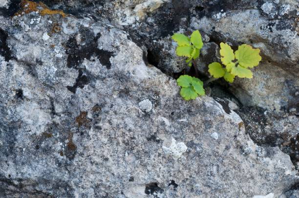 Free Stock Photo of Green plant sprouting among rocks | Download Free ...