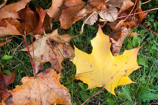 Several lush green leaves lying on the ground, covered in a layer of dirt and glistening with dew