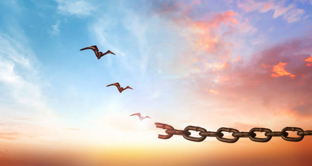 istock hope concept, Bird flying and broken chains over blurred nature sunrise background 1798125799