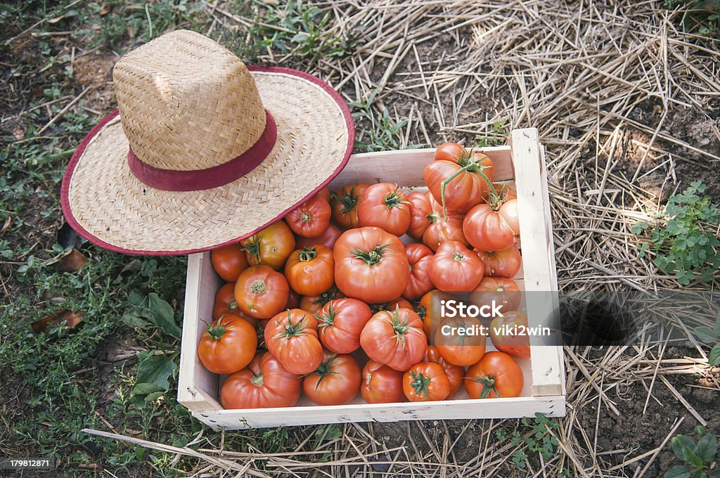 Свежие органические помидоры - Стоковые фото Антиоксидант ро�ялти-фри