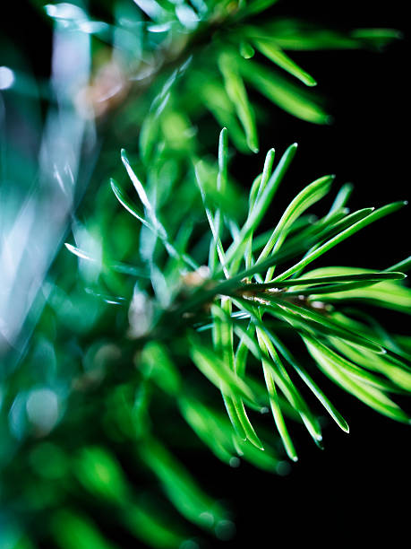 Pine tree stock photo