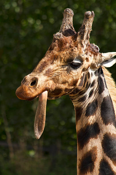 Giraffe in Dublin Zoo, Ireland stock photo