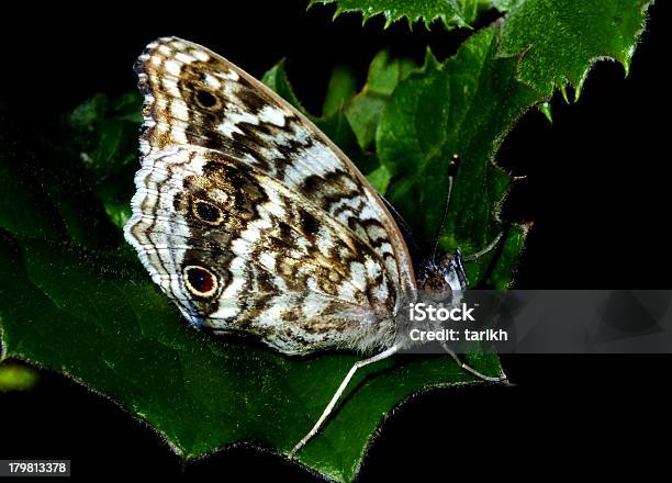 Mauritius Butterfly On Leaf Stock Photo - Download Image Now - Animal, Animal Antenna, Animal Body Part