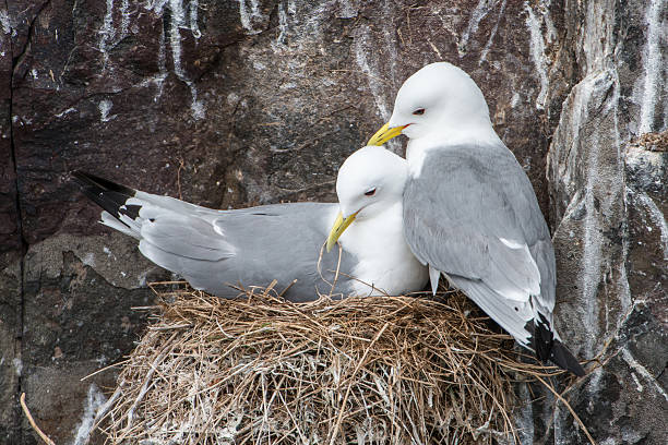 Nesting kittiwakes (Farne Islands, UK) stock photo