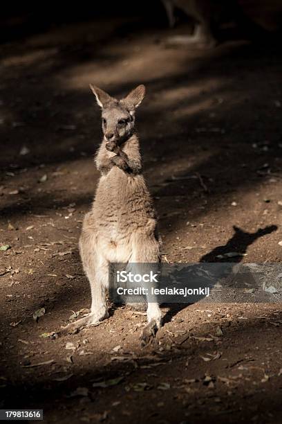 Piccolo Di Canguro In Australia Nativo Animale - Fotografie stock e altre immagini di Ambientazione esterna - Ambientazione esterna, Animale, Animale selvatico