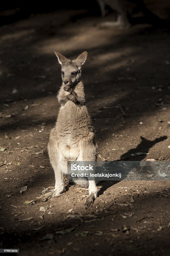 Pouco de canguru na Austrália nativo - Royalty-free Animal Foto de stock
