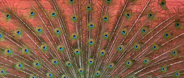 Peacock tail. Colorful peacock feather banner. Background.