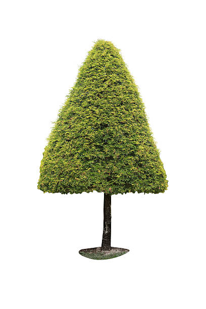 istock Green tree in the garden on white background 179813743
