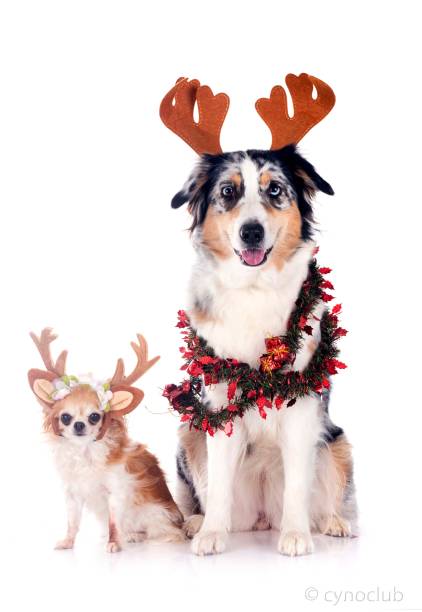 istock australian shepherd and chihuahua in studio 1798145537