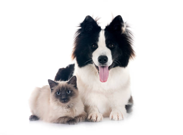 istock young Yakutian Laika and siamese cat 1798145538