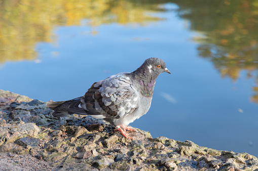 Pigeon, dove in city park, in a background of pond. Pigeon or domestic pigeon or Columba livia domestica or rock dove or rock pigeon. Urban birds in the city. Animals. Close-up.