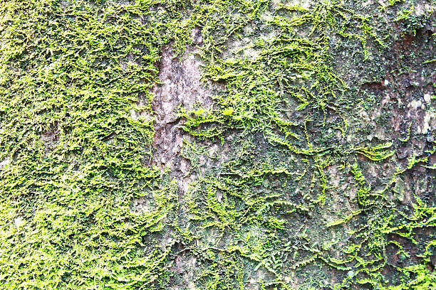 istock green moss on the trunk of tree 179815050