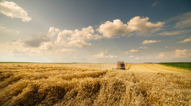 istock Harvesting combine in the wheat. 1798154136