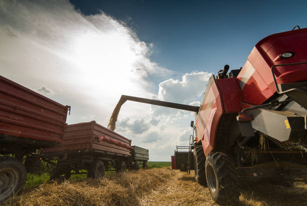 istock Grain auger of combine pouring wheat into tractor trailer 1798154146