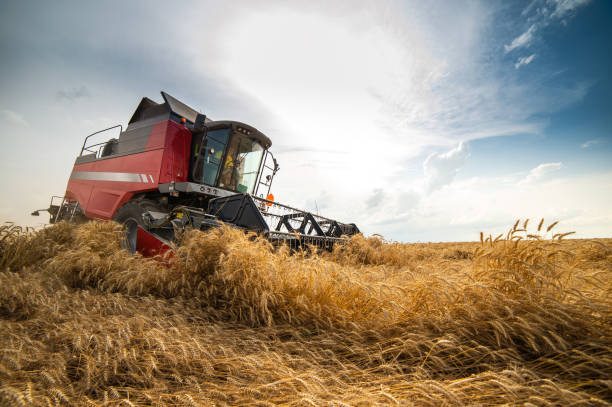 istock Harvesting combine in the wheat. 1798154187