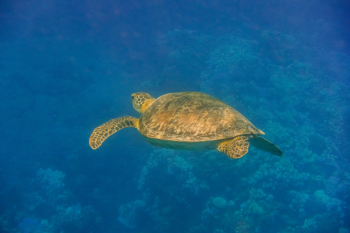 single sea turtle hovering in the red sea in egypt
