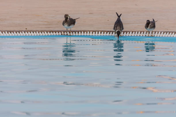tree seagulls standing at the pool in the summer on vacation