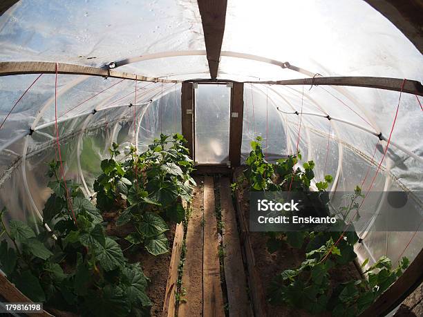 그린하우스 내부 0명에 대한 스톡 사진 및 기타 이미지 - 0명, 건강한 식생활, 꽃-식물