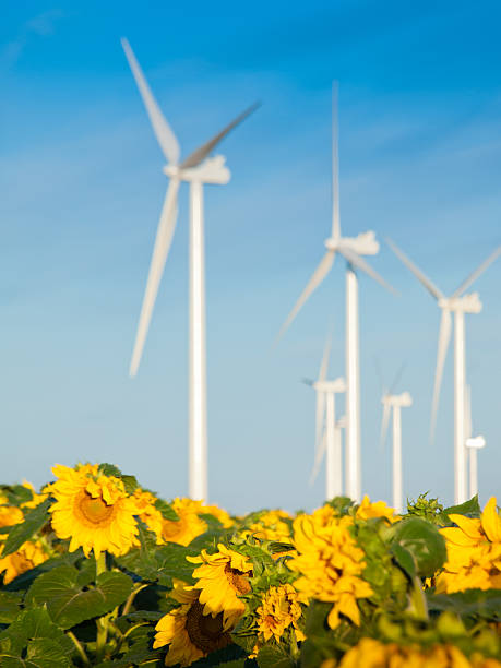 istock Wind turbines and sunflowers 179816257