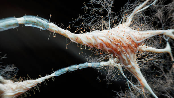 fired нейронах - synapse human nervous system brain cell стоковые фото и изображения
