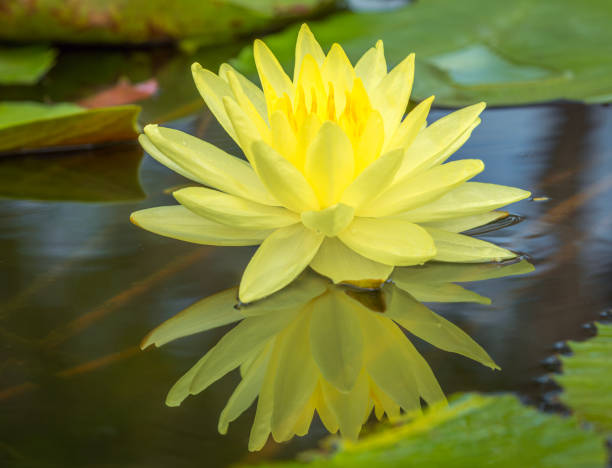 istock Lotus flower float on the water 1798191673