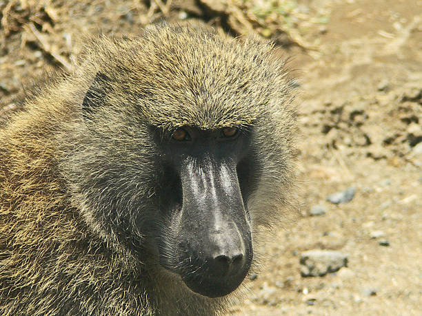 baboon stock photo