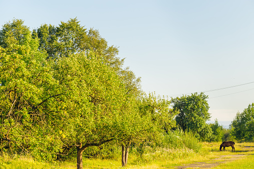 beautiful green trees which shine sunlight and horse is grazing in the background