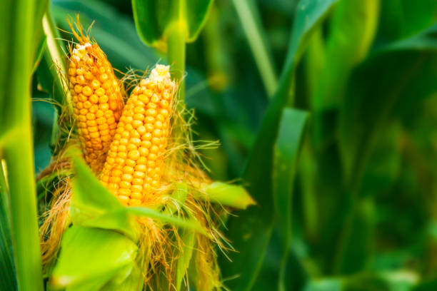 istock The corn plant in the field 1798218681