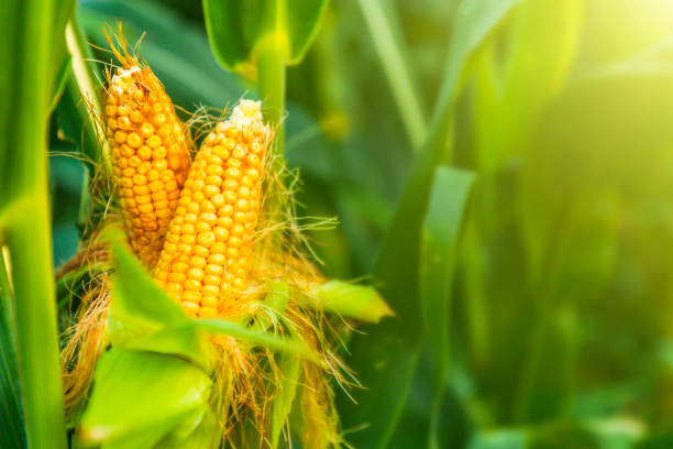 corn,plant,agriculturecorn,plant,agriculture