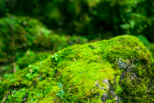 Fresh green moss on an old lying tree trunk, shallow depth of field, selective focus, Germany