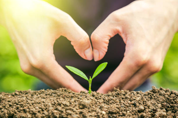 istock bussiness investment:coin growing in soil 1798223989