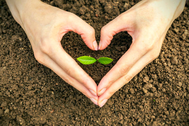 business growth concept:Care Of New Life - Baby Plant stock photo