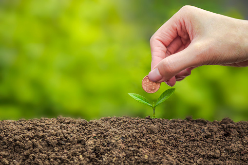 bussiness investment:coin growing in soil on green background