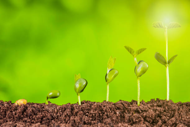 istock bussiness growth sequence:new life growing in spring 1798225044