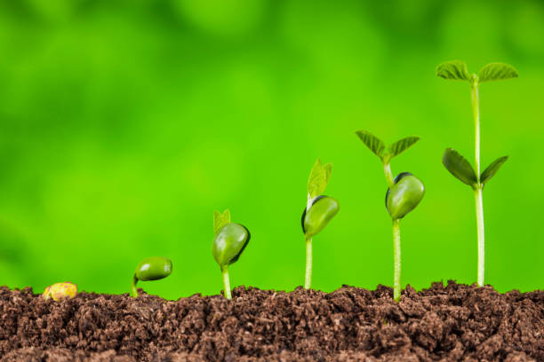 istock bussiness growth sequence:new life growing in spring 1798225053