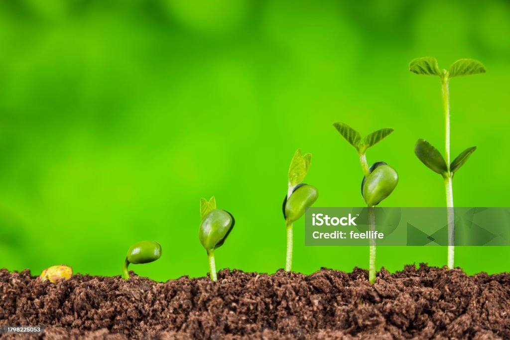 bussiness growth sequence:new life growing in spring Plant, Seedling, Graph, Leaf, Springtime,bissiness Change Stock Photo