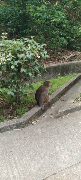 istock Monkey wildlife in country park 1798225660