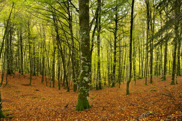 istock Magical autumn in Irati Forest  : vast beech and fir tree forest situated next to the source of the Irati River. 1798232045