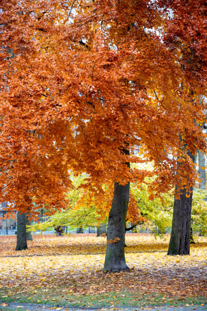 istock Beautiful autumn colored trees in public park Orebro Sweden 1798259199
