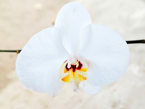 Selective focus of a white coloured orchid in the garden