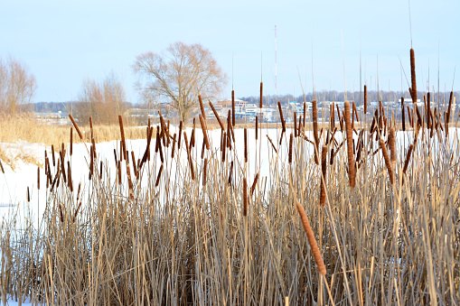 dry reeds on the lake with white snow copy space