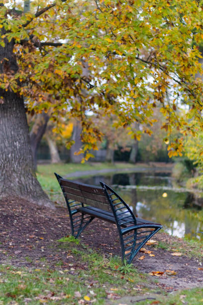 istock A single bench under the fall leaves tree and its trunk during autumn season 1798282674
