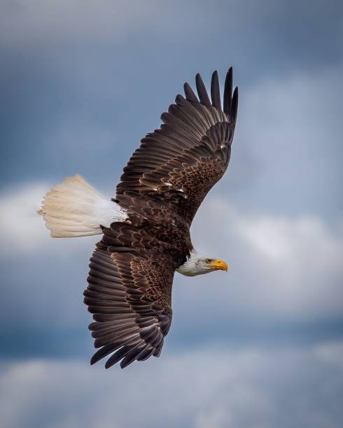 istock Closeup of a bald Eagle in flight  under the blue sky 1798283225